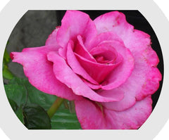 Elegant Gum Paste - Rose - July 28th  - 10:00 to 3:00