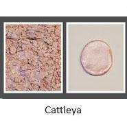 Cattleya - Aurora Series Luster Colors