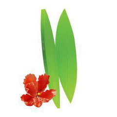 Parrot Tulip Leaf Veiner - JR