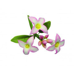 Daphne Flower - Set of 2