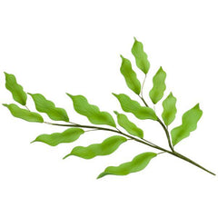Leaf Stems - Green
