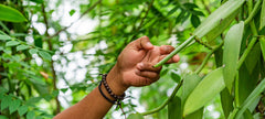 Ecuadorian Vanilla Beans - Whole Grade A Pods for Baking and Extract Making