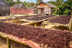 Organic Madagascar Vanilla Beans - Whole Grade B Pods for Extract Making