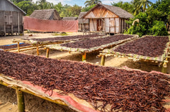 Mexican Vanilla Beans Whole Grade A Vanilla Pods