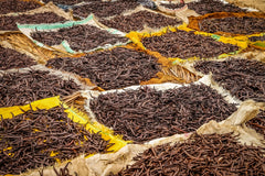 Tahitian Vanilla Beans - Whole Grade B Pods for Extract