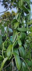 Burundi Vanilla Beans - Whole Grade A Vanilla Pods for Vanilla Extract and Baking