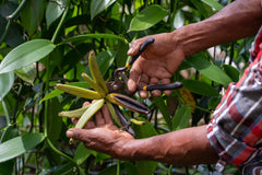 Guatemala Vanilla Beans - Whole Grade A Vanilla Pods for Vanilla Extract and Baking